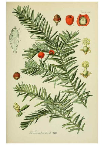 Reproducción/Reproduction 7845256394: Flora von Deutschland, Österreich und der Schweiz.. Gera,Zezschwitz,1903-