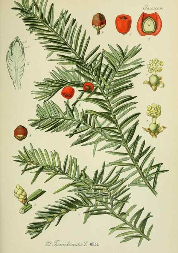 Reproducción/Reproduction 7845256394: Flora von Deutschland, Österreich und der Schweiz.. Gera,Zezschwitz,1903-