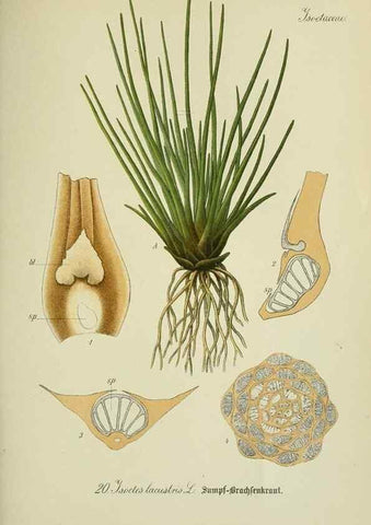 Reproducción/Reproduction 7845253726: Flora von Deutschland, Österreich und der Schweiz.. Gera,Zezschwitz,1903-