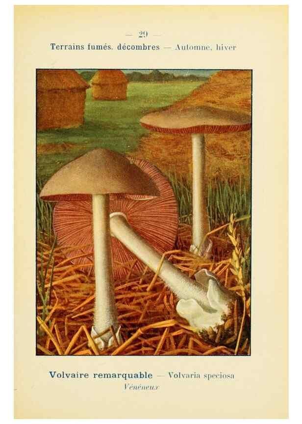 Reproducción/Reproduction 7831156494: Nouvel atlas de poche des champignons comestibles et vénéneux.. Paris,Léon Lhome,1911-1912.