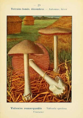 Reproducción/Reproduction 7831156494: Nouvel atlas de poche des champignons comestibles et vénéneux.. Paris,Léon Lhome,1911-1912.
