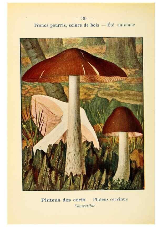 Reproducción/Reproduction 7831157790: Nouvel atlas de poche des champignons comestibles et vénéneux.. Paris,Léon Lhome,1911-1912.