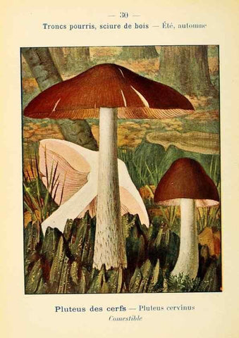 Reproducción/Reproduction 7831157790: Nouvel atlas de poche des champignons comestibles et vénéneux.. Paris,Léon Lhome,1911-1912.