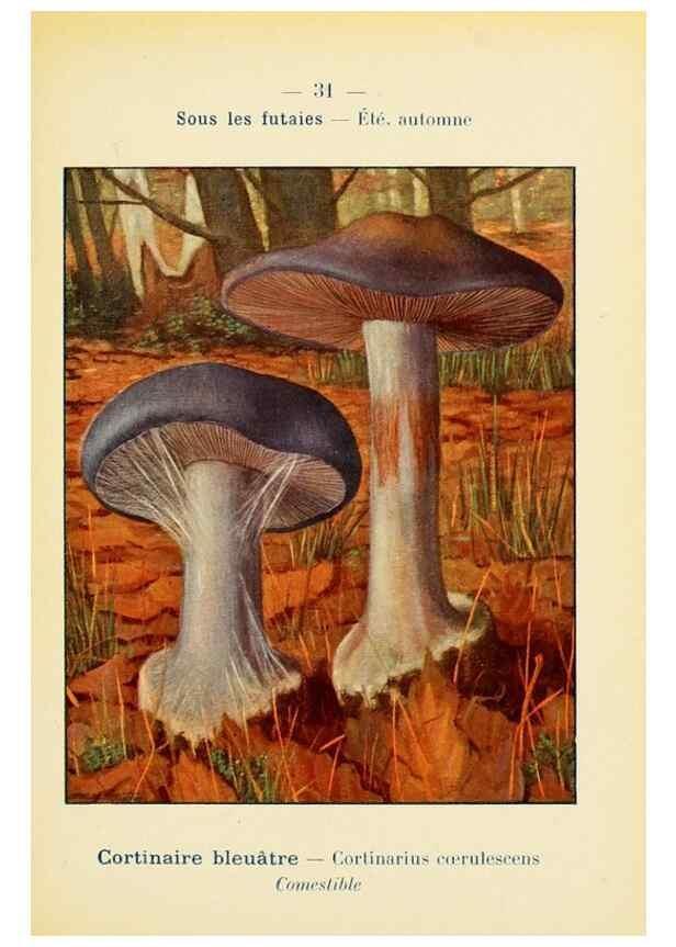 Reproducción/Reproduction 7831159132: Nouvel atlas de poche des champignons comestibles et vénéneux.. Paris,Léon Lhome,1911-1912.