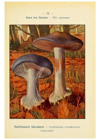 Reproducción/Reproduction 7831159132: Nouvel atlas de poche des champignons comestibles et vénéneux.. Paris,Léon Lhome,1911-1912.