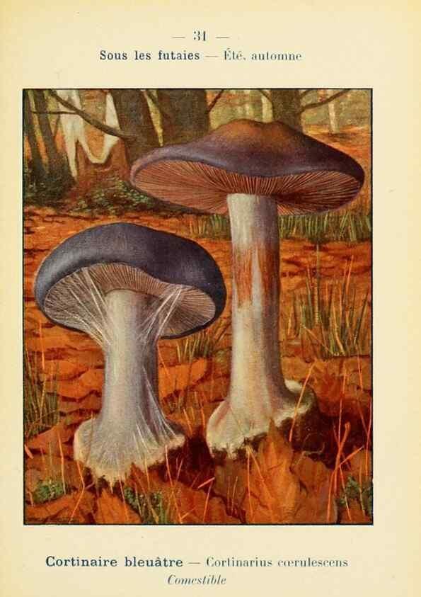 Reproducción/Reproduction 7831159132: Nouvel atlas de poche des champignons comestibles et vénéneux.. Paris,Léon Lhome,1911-1912.