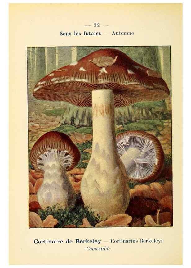 Reproducción/Reproduction 7831160864: Nouvel atlas de poche des champignons comestibles et vénéneux.. Paris,Léon Lhome,1911-1912.
