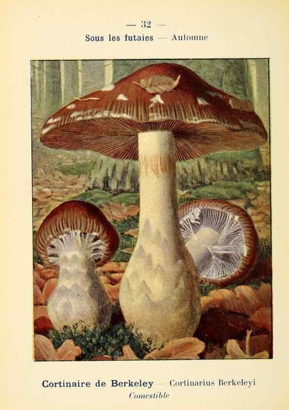 Reproducción/Reproduction 7831160864: Nouvel atlas de poche des champignons comestibles et vénéneux.. Paris,Léon Lhome,1911-1912.