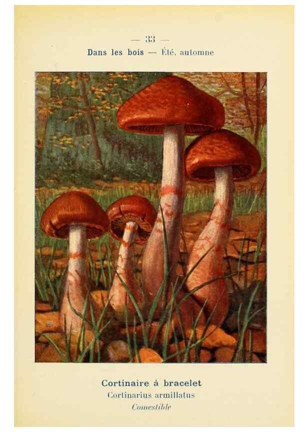 Reproducción/Reproduction 7831162156: Nouvel atlas de poche des champignons comestibles et vénéneux.. Paris,Léon Lhome,1911-1912.