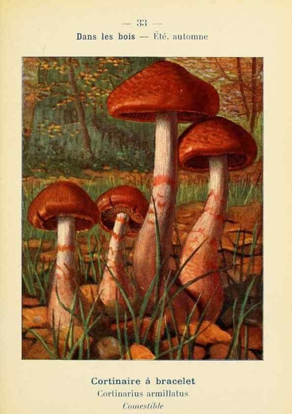 Reproducción/Reproduction 7831162156: Nouvel atlas de poche des champignons comestibles et vénéneux.. Paris,Léon Lhome,1911-1912.