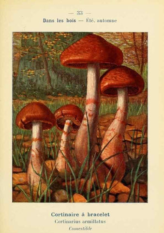 Reproducción/Reproduction 7831162156: Nouvel atlas de poche des champignons comestibles et vénéneux.. Paris,Léon Lhome,1911-1912.