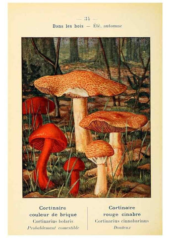 Reproducción/Reproduction 7831163634: Nouvel atlas de poche des champignons comestibles et vénéneux.. Paris,Léon Lhome,1911-1912.