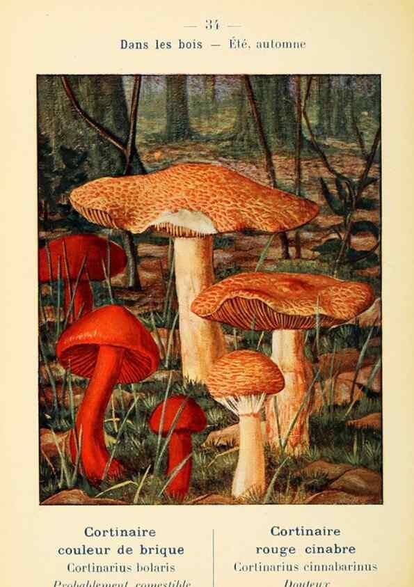 Reproducción/Reproduction 7831163634: Nouvel atlas de poche des champignons comestibles et vénéneux.. Paris,Léon Lhome,1911-1912.