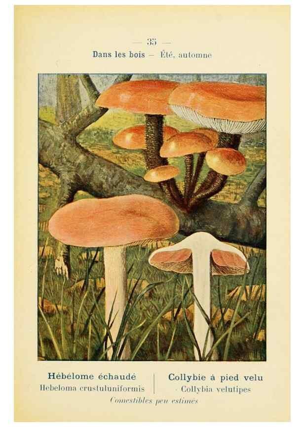 Reproducción/Reproduction 7831165086: Nouvel atlas de poche des champignons comestibles et vénéneux.. Paris,Léon Lhome,1911-1912.
