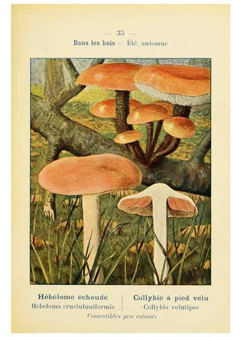 Reproducción/Reproduction 7831165086: Nouvel atlas de poche des champignons comestibles et vénéneux.. Paris,Léon Lhome,1911-1912.