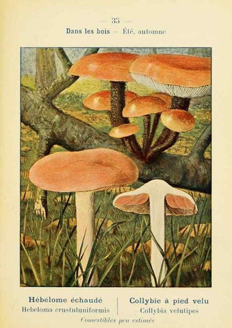 Reproducción/Reproduction 7831165086: Nouvel atlas de poche des champignons comestibles et vénéneux.. Paris,Léon Lhome,1911-1912.