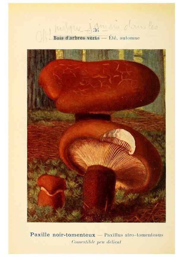 Reproducción/Reproduction 7831166514: Nouvel atlas de poche des champignons comestibles et vénéneux.. Paris,Léon Lhome,1911-1912.
