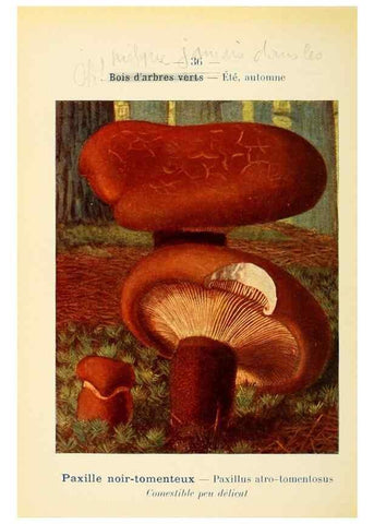Reproducción/Reproduction 7831166514: Nouvel atlas de poche des champignons comestibles et vénéneux.. Paris,Léon Lhome,1911-1912.