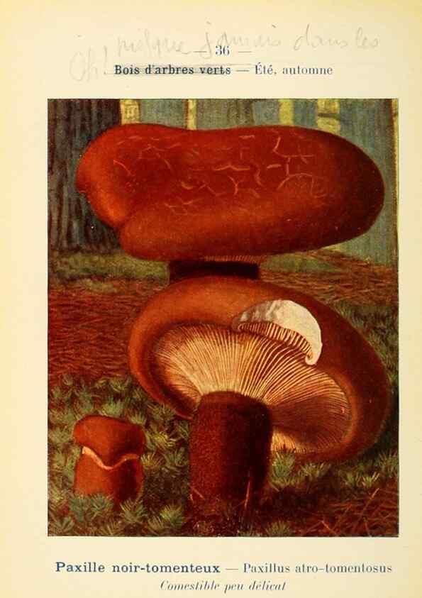 Reproducción/Reproduction 7831166514: Nouvel atlas de poche des champignons comestibles et vénéneux.. Paris,Léon Lhome,1911-1912.