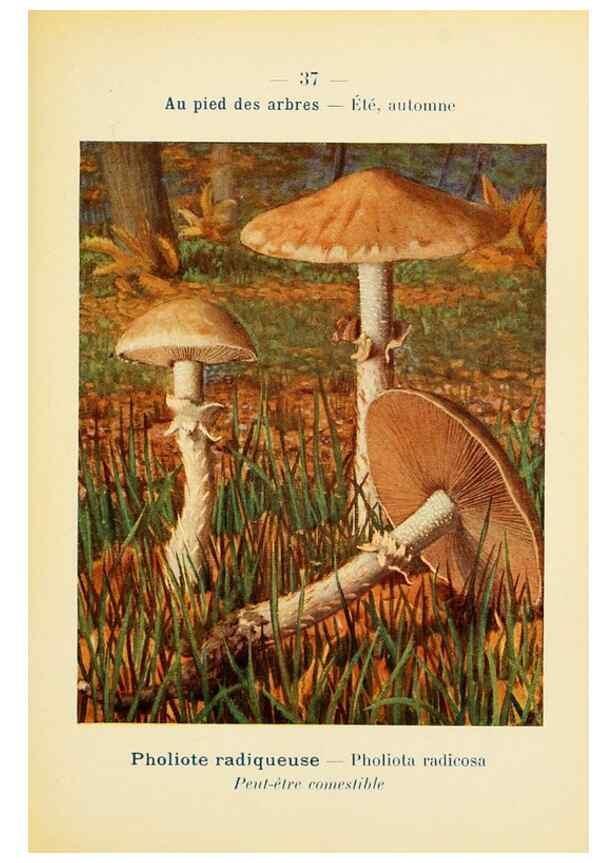 Reproducción/Reproduction 7831168284: Nouvel atlas de poche des champignons comestibles et vénéneux.. Paris,Léon Lhome,1911-1912.