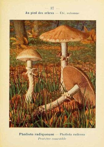 Reproducción/Reproduction 7831168284: Nouvel atlas de poche des champignons comestibles et vénéneux.. Paris,Léon Lhome,1911-1912.