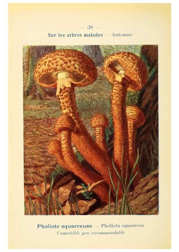 Reproducción/Reproduction 7831169658: Nouvel atlas de poche des champignons comestibles et vénéneux.. Paris,Léon Lhome,1911-1912.