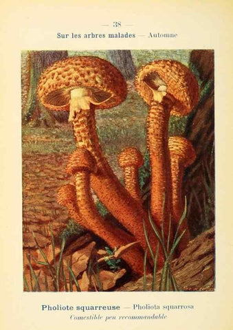 Reproducción/Reproduction 7831169658: Nouvel atlas de poche des champignons comestibles et vénéneux.. Paris,Léon Lhome,1911-1912.