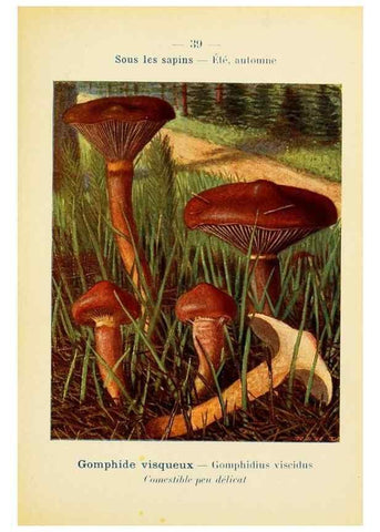 Reproducción/Reproduction 7831171138: Nouvel atlas de poche des champignons comestibles et vénéneux.. Paris,Léon Lhome,1911-1912.