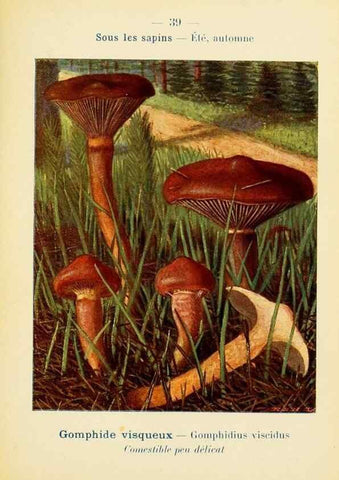 Reproducción/Reproduction 7831171138: Nouvel atlas de poche des champignons comestibles et vénéneux.. Paris,Léon Lhome,1911-1912.