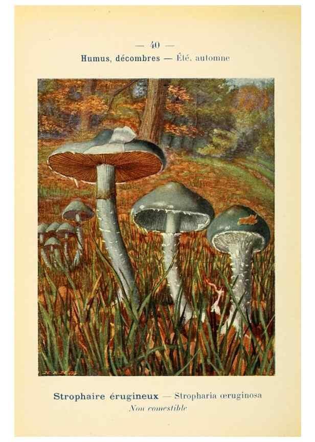 Reproducción/Reproduction 7831173086: Nouvel atlas de poche des champignons comestibles et vénéneux.. Paris,Léon Lhome,1911-1912.
