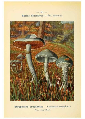 Reproducción/Reproduction 7831173086: Nouvel atlas de poche des champignons comestibles et vénéneux.. Paris,Léon Lhome,1911-1912.