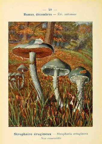 Reproducción/Reproduction 7831173086: Nouvel atlas de poche des champignons comestibles et vénéneux.. Paris,Léon Lhome,1911-1912.