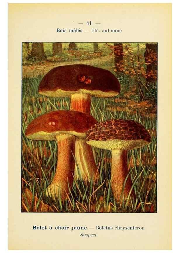 Reproducción/Reproduction 7831174868: Nouvel atlas de poche des champignons comestibles et vénéneux.. Paris,Léon Lhome,1911-1912.