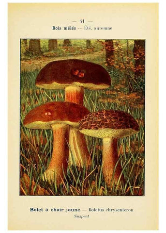 Reproducción/Reproduction 7831174868: Nouvel atlas de poche des champignons comestibles et vénéneux.. Paris,Léon Lhome,1911-1912.