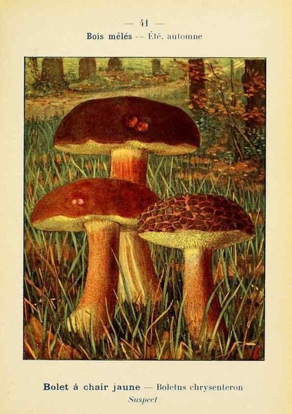 Reproducción/Reproduction 7831174868: Nouvel atlas de poche des champignons comestibles et vénéneux.. Paris,Léon Lhome,1911-1912.