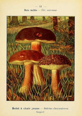Reproducción/Reproduction 7831174868: Nouvel atlas de poche des champignons comestibles et vénéneux.. Paris,Léon Lhome,1911-1912.