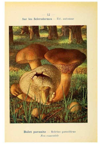 Reproducción/Reproduction 7831176144: Nouvel atlas de poche des champignons comestibles et vénéneux.. Paris,Léon Lhome,1911-1912.