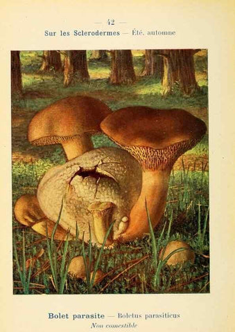 Reproducción/Reproduction 7831176144: Nouvel atlas de poche des champignons comestibles et vénéneux.. Paris,Léon Lhome,1911-1912.