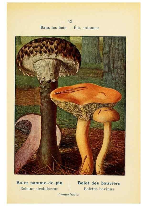 Reproducción/Reproduction 7831178380: Nouvel atlas de poche des champignons comestibles et vénéneux.. Paris,Léon Lhome,1911-1912.