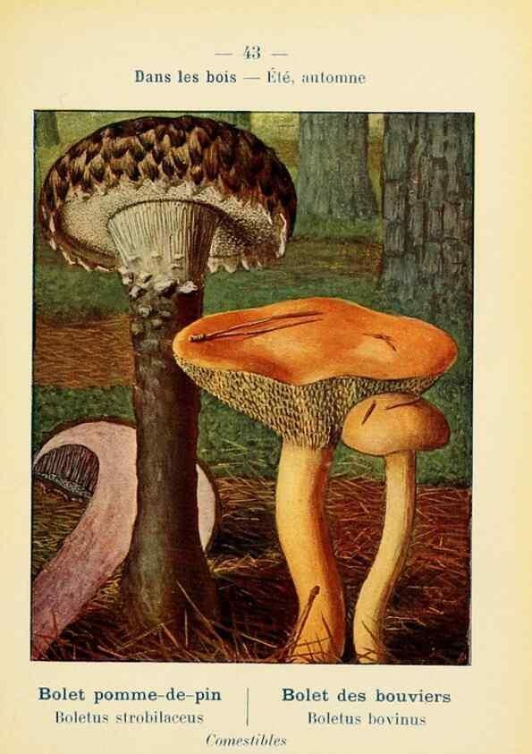 Reproducción/Reproduction 7831178380: Nouvel atlas de poche des champignons comestibles et vénéneux.. Paris,Léon Lhome,1911-1912.