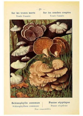 Reproducción/Reproduction 7831155094: Nouvel atlas de poche des champignons comestibles et vénéneux.. Paris,Léon Lhome,1911-1912.
