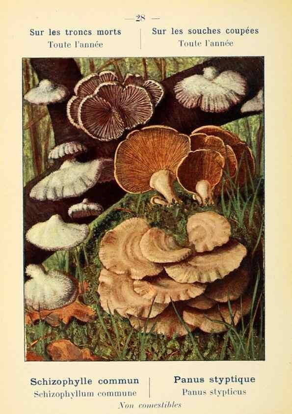 Reproducción/Reproduction 7831155094: Nouvel atlas de poche des champignons comestibles et vénéneux.. Paris,Léon Lhome,1911-1912.