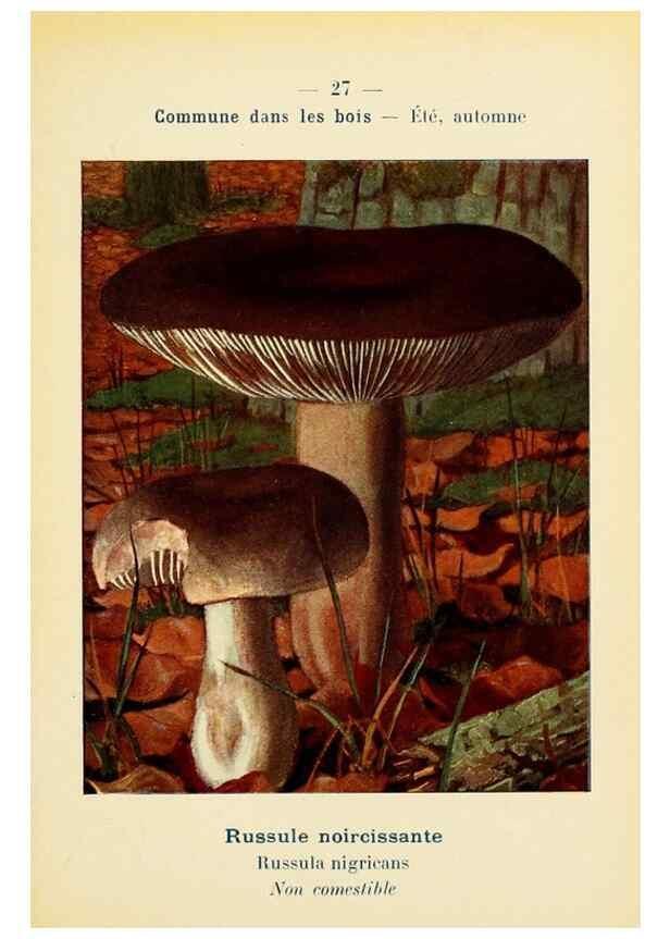 Reproducción/Reproduction 7831153822: Nouvel atlas de poche des champignons comestibles et vénéneux.. Paris,Léon Lhome,1911-1912.