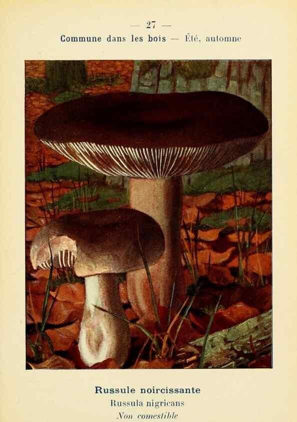 Reproducción/Reproduction 7831153822: Nouvel atlas de poche des champignons comestibles et vénéneux.. Paris,Léon Lhome,1911-1912.