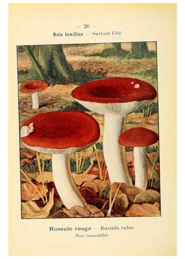 Reproducción/Reproduction 7831152312: Nouvel atlas de poche des champignons comestibles et vénéneux.. Paris,Léon Lhome,1911-1912.