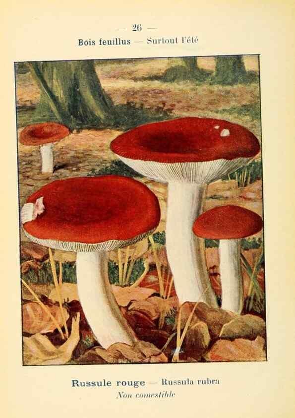 Reproducción/Reproduction 7831152312: Nouvel atlas de poche des champignons comestibles et vénéneux.. Paris,Léon Lhome,1911-1912.