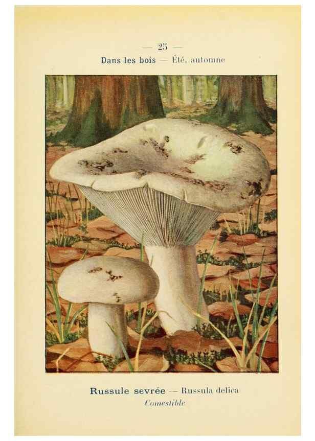 Reproducción/Reproduction 7831150666: Nouvel atlas de poche des champignons comestibles et vénéneux.. Paris,Léon Lhome,1911-1912.