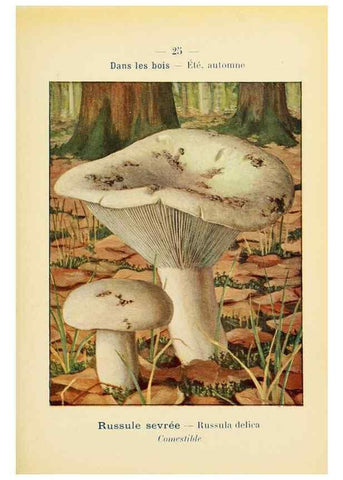 Reproducción/Reproduction 7831150666: Nouvel atlas de poche des champignons comestibles et vénéneux.. Paris,Léon Lhome,1911-1912.