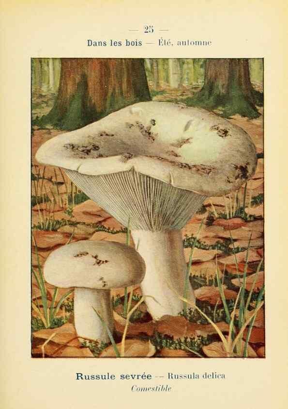 Reproducción/Reproduction 7831150666: Nouvel atlas de poche des champignons comestibles et vénéneux.. Paris,Léon Lhome,1911-1912.