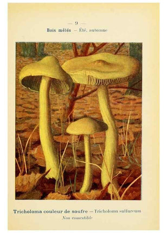 Reproducción/Reproduction 7831128174: Nouvel atlas de poche des champignons comestibles et vénéneux.. Paris,Léon Lhome,1911-1912.